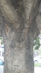 Bauhinia variegata candida