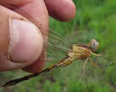 Orthetrum machadoi