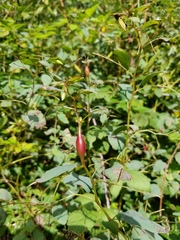 Neolasioptera impatientifolia