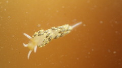 Diaphoreolis flavovulta