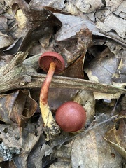 Cortinarius sanguineus