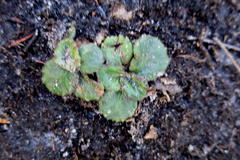 Lobelia ardisiandroides