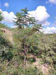 Leucaena diversifolia