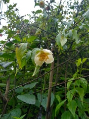 Philadelphus mexicanus