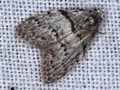 Nola pygmaeodes