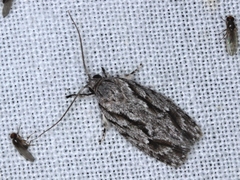 Agriophara leptosemela