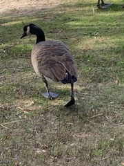 Branta canadensis