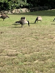Branta canadensis
