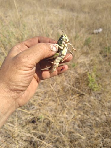 Plains Lubber Grasshopper