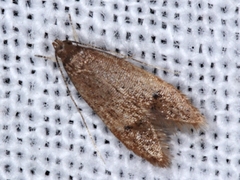 Pholeutis neolecta