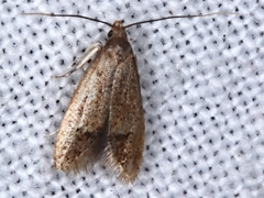 Pholeutis neolecta