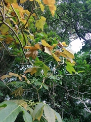Gyrocarpus