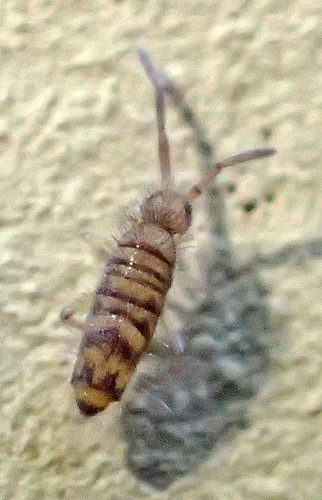 Entomobrya multifasciata, photo 7 of 10