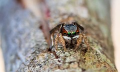 Maratus anomalus