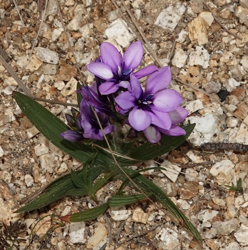 Babiana fragrans