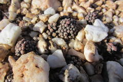 Conophytum piluliforme