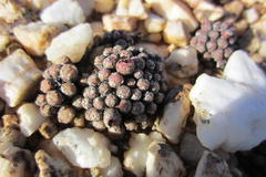 Conophytum piluliforme