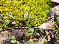 Blennospora drummondii