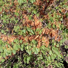 Cercis orbiculata