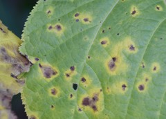 Phyllosticta acericola