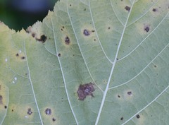 Phyllosticta acericola