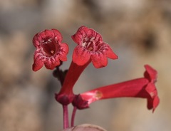 Penstemon utahensis