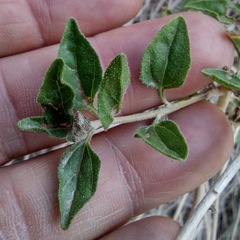 Encelia resinifera