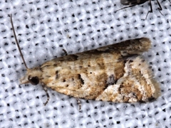 Euphona euphona