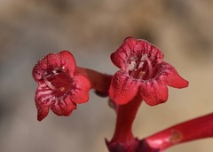 Penstemon utahensis