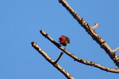 Myzomela erythrocephala
