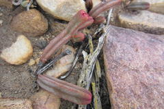 Crassula pyramidalis