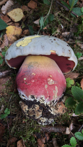 Devil's Bolete
