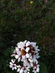 Clepsis moeschleriana