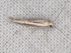 Coleophora discostriata