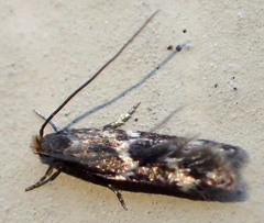 Oinophila v-flava