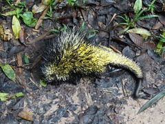 Coendou bicolor