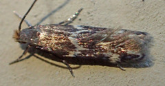 Oinophila v-flava