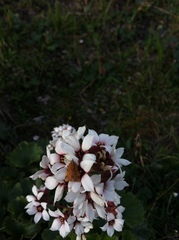 Clepsis moeschleriana