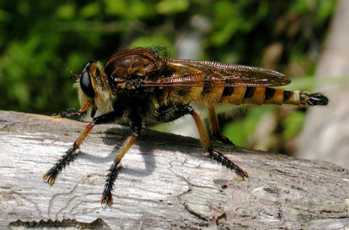 Red-footed Cannibal Fly