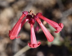 Penstemon utahensis