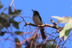 Myiagra rubecula