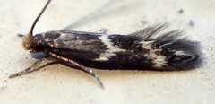 Oinophila v-flava