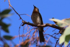 Myiagra rubecula