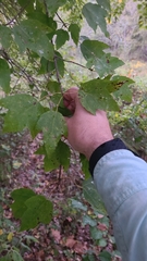 Acer rubrum rubrum