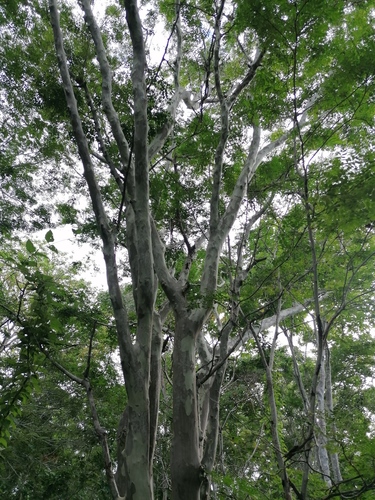 Libidibia sclerocarpa, photograph 5