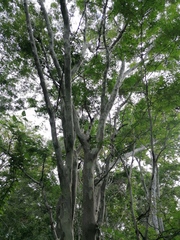 Libidibia sclerocarpa, photograph Carlos Domínguez-Rodríguez, CC BY, iNaturalist via GBIF