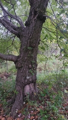Acer rubrum rubrum