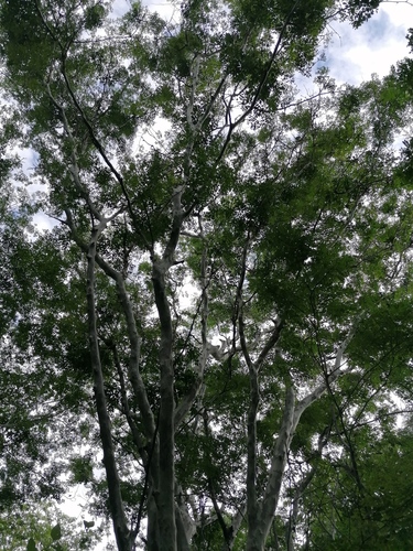 Libidibia sclerocarpa, photograph 6