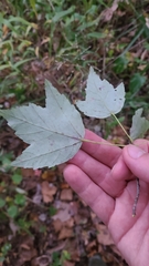 Acer rubrum rubrum