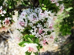 Hakea ruscifolia